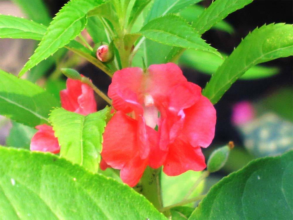 Impatiens balsamina