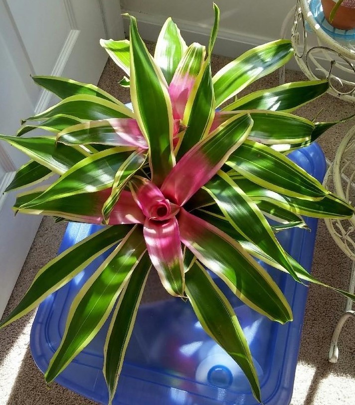 neoregelia-carolinae