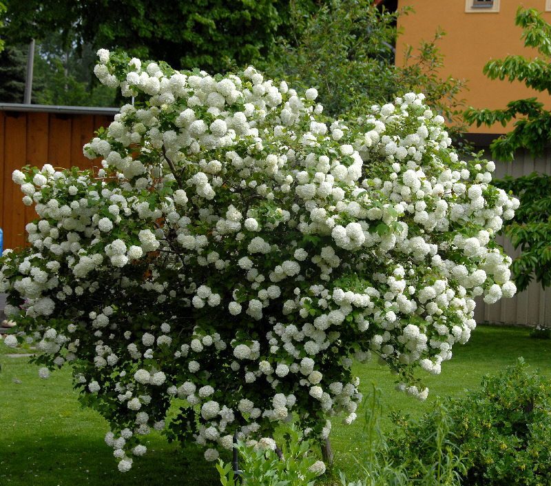 viburnum_opulus