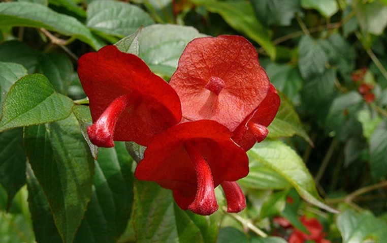 Holmskioldia sanguinea