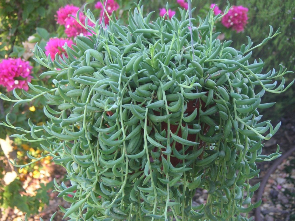 Senecio