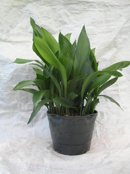 14 in Aspidistra