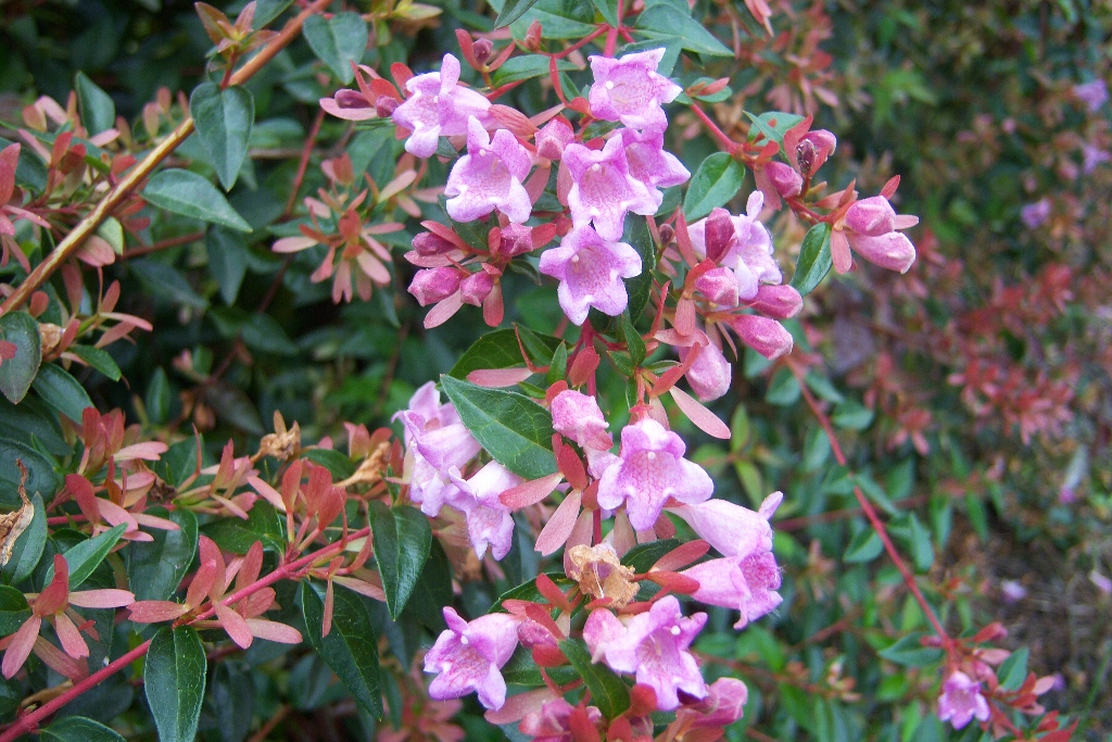 1692-Abelia-X-grandiflora