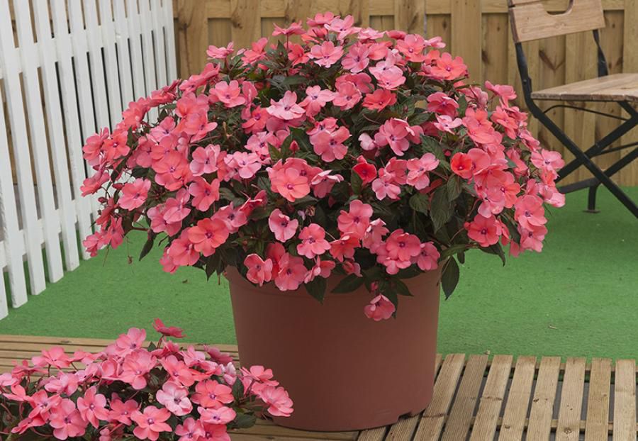 sunpatiens