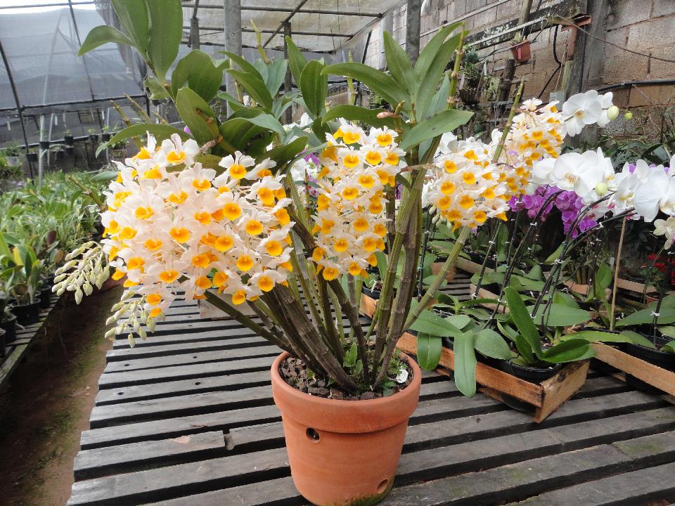 Dendrobium thyrsiflorum