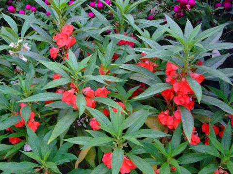 Impatiens balsamina