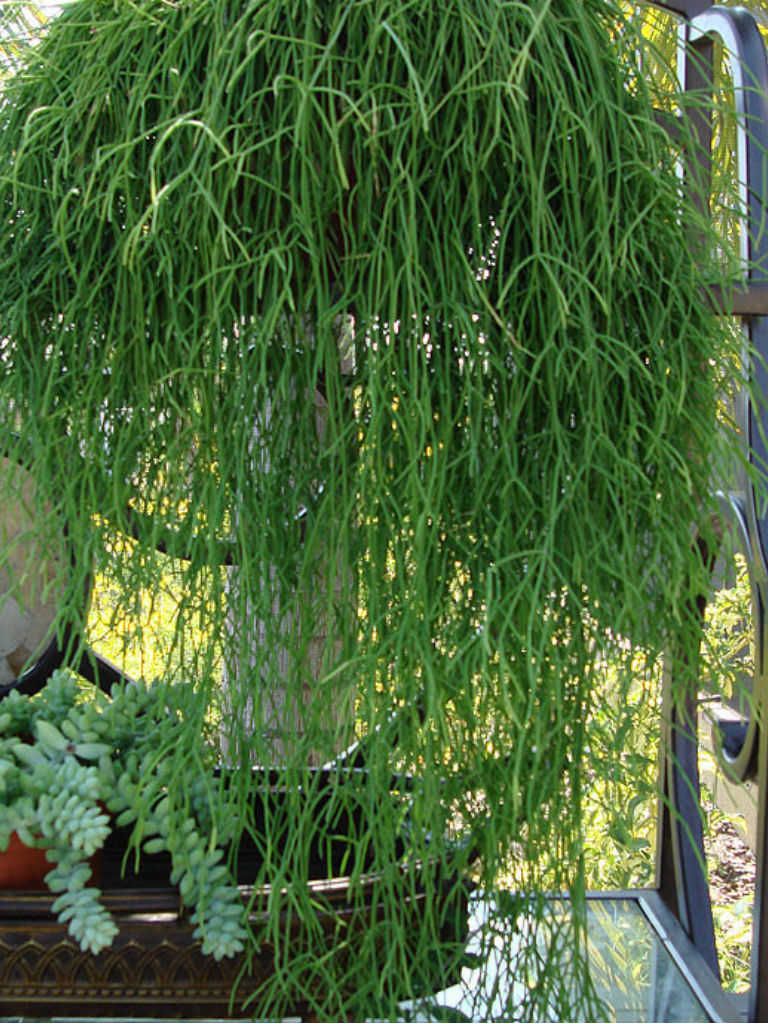 Rhipsalis baccifera8