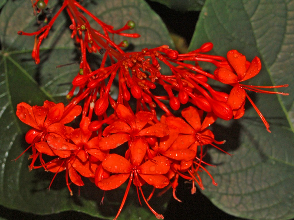 1_Clerodendrum_speciosissimum