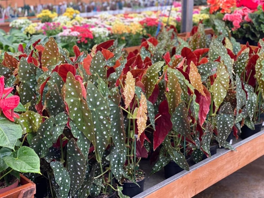 begonia maculata