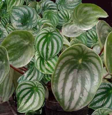 1peperomia_sandersii