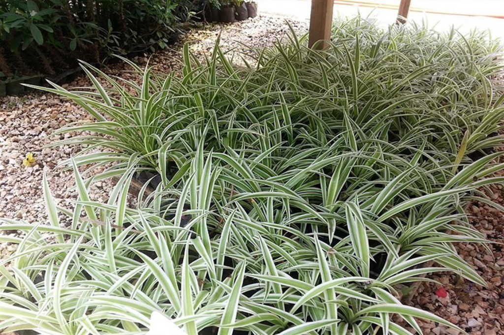 Clorofito variegata