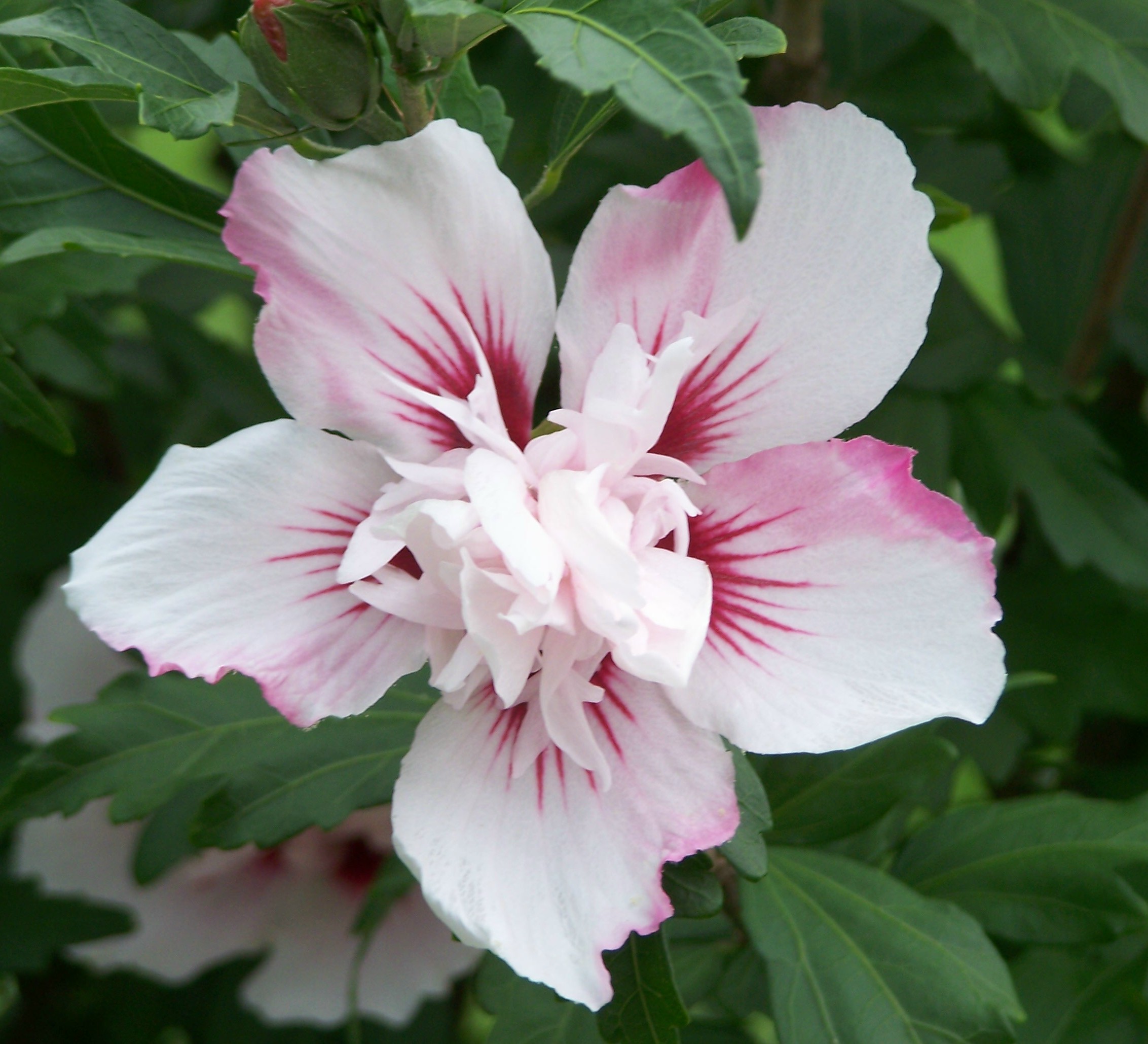 2-hibiscus-syriacus