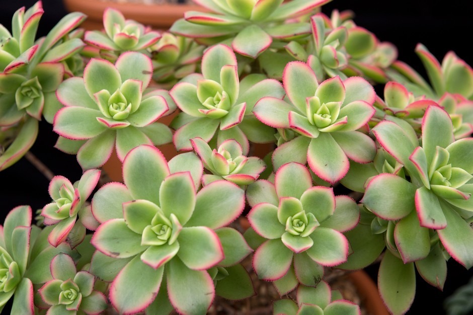 aeonium