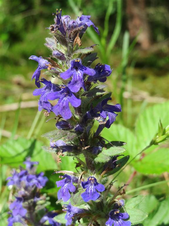 Ajuga_reptans