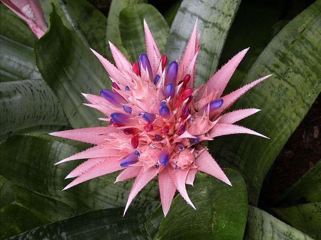 bromelia-aechmea