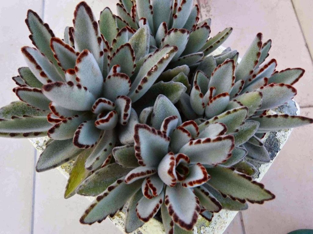 Kalanchoe orelha-de-gato