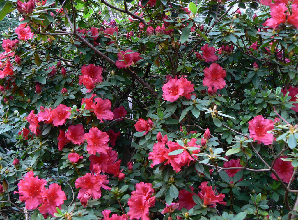 azaleia-rhododendron