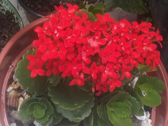 kalanchoe