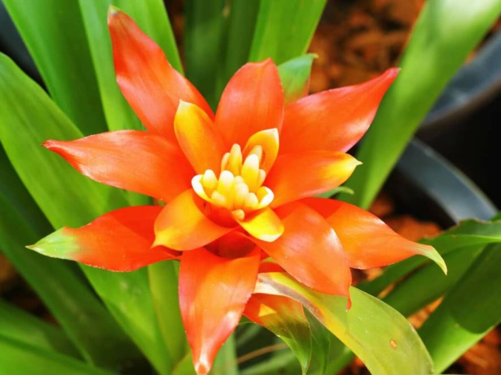 bromelia