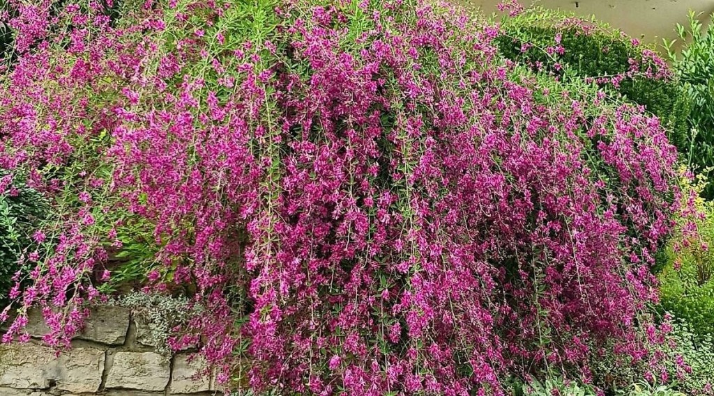 lespedeza-thunbergii