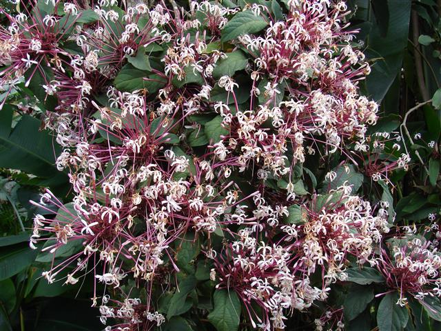 Clerodendrum_quadriloculare 