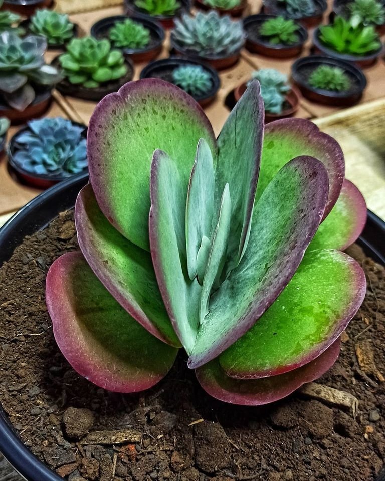 Kalanchoe luciae