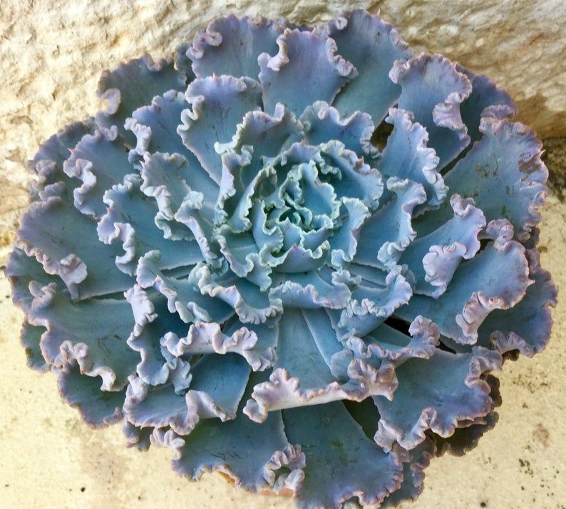 echeveria shaviana