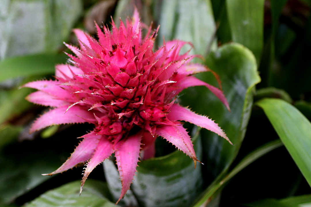 26_Aechmea_fasciata