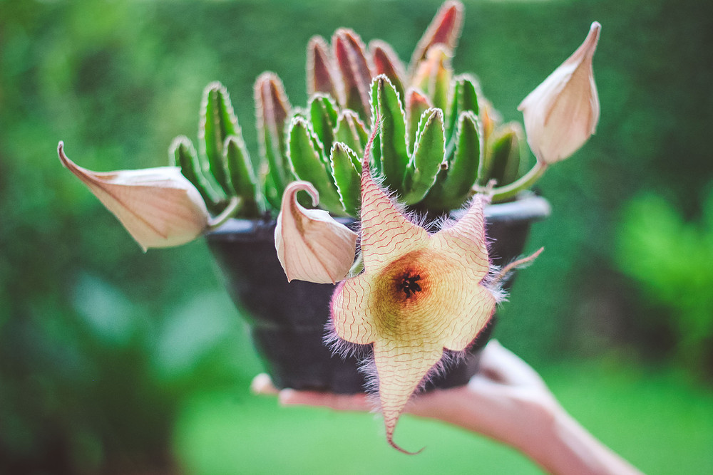 Stapelia gigantea