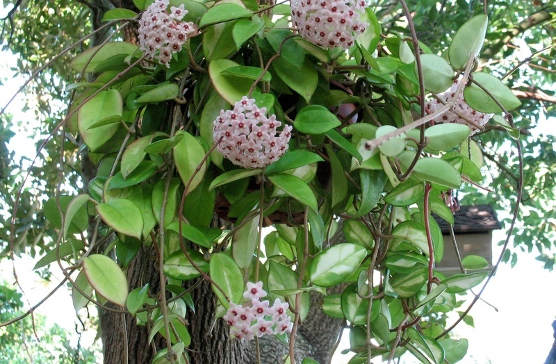 hoya carnosa