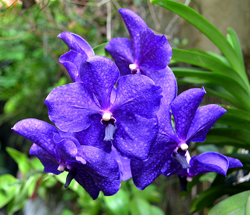 Vanda coerulea