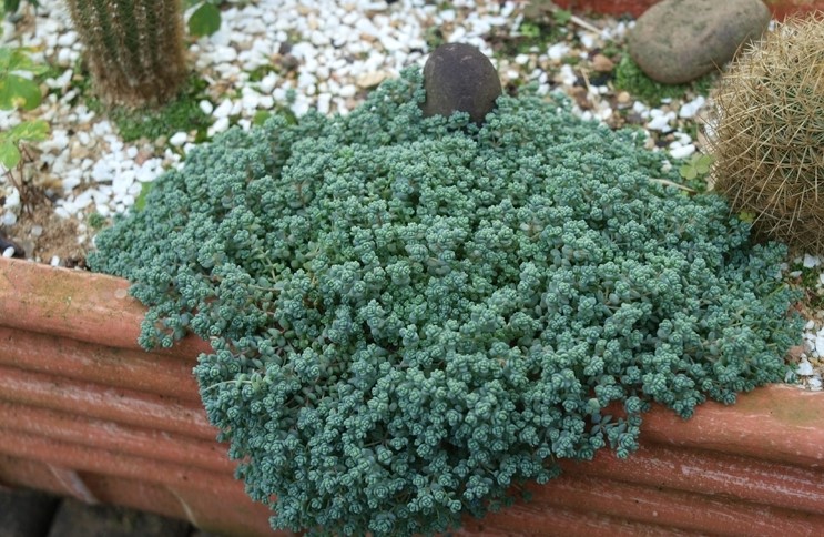 sedum