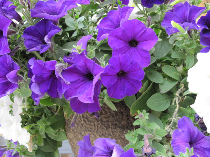 petunias