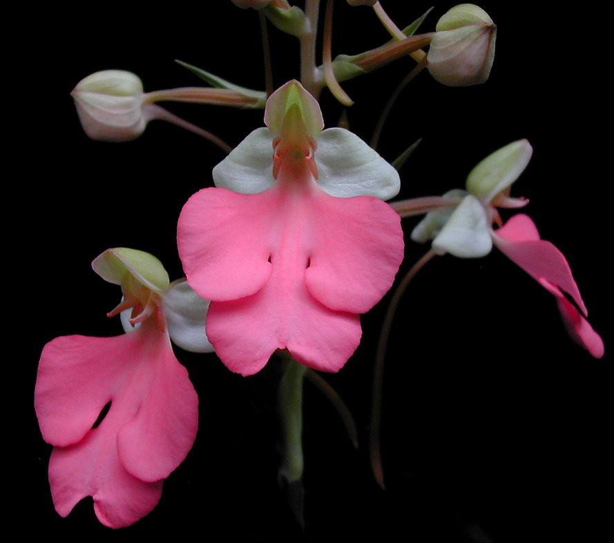 habenaria 