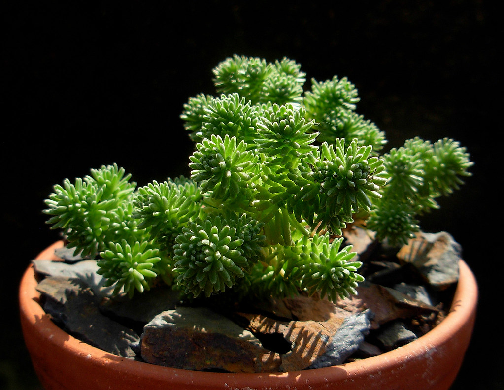 Sedum multiceps