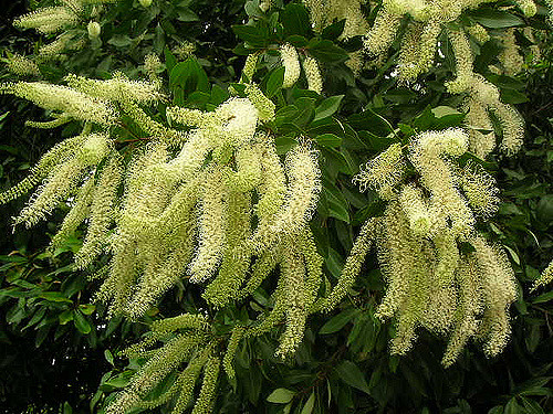 Cacho-de-marfim (Buckinghamia celsíssima)