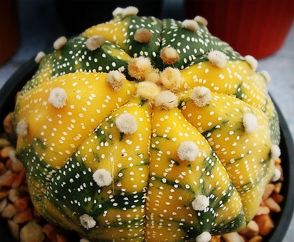 Astrophytum asterias variegato