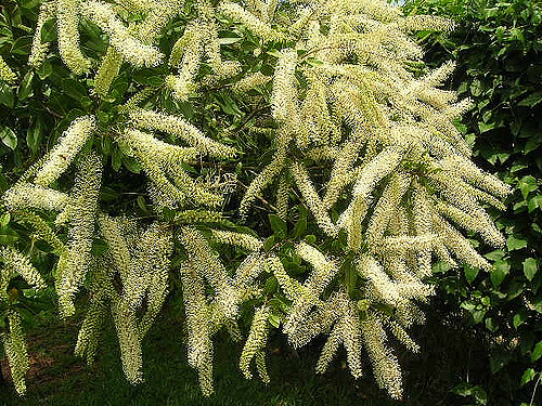 Cacho-de-marfim (Buckinghamia celsíssima)