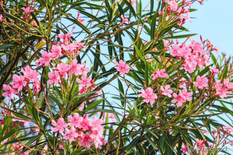 Nerium oleander