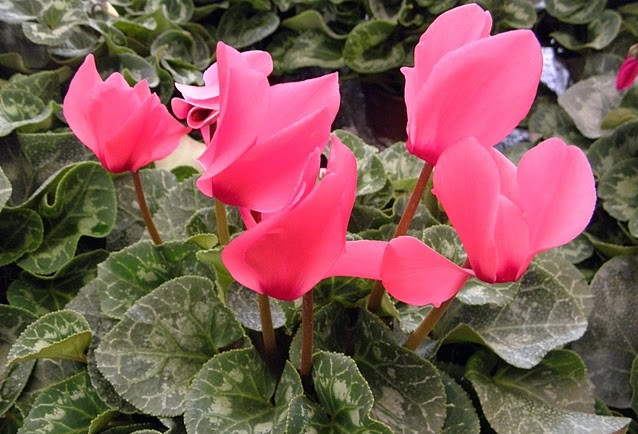 Cyclamen persicum