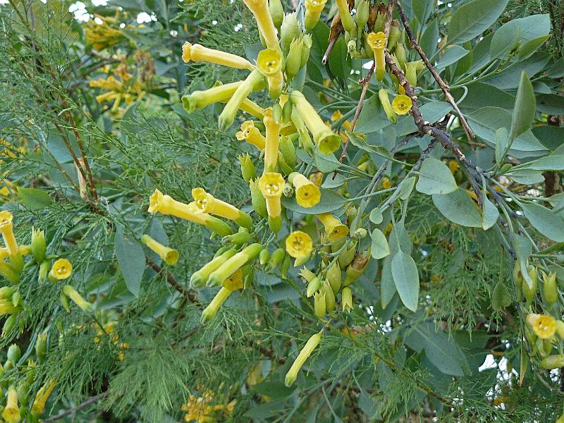 446 - Nicotiana glauca