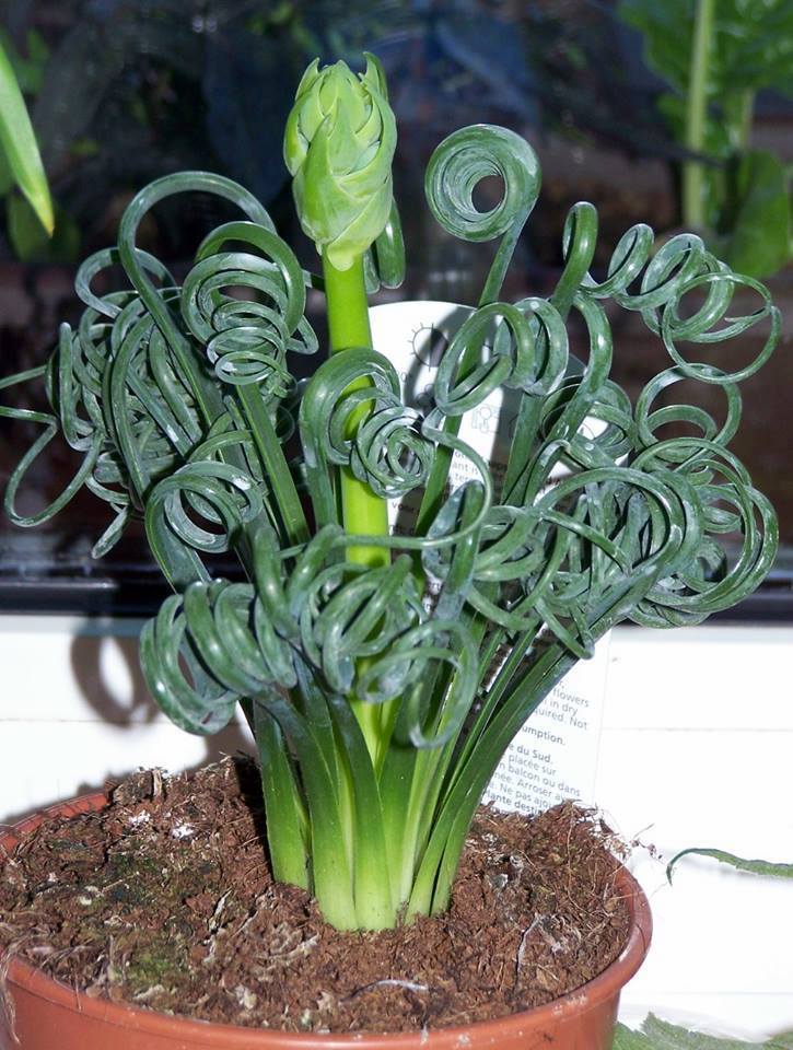 albuca