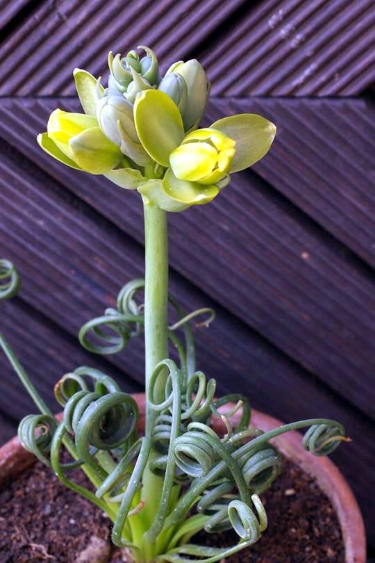 Albuca spiralis