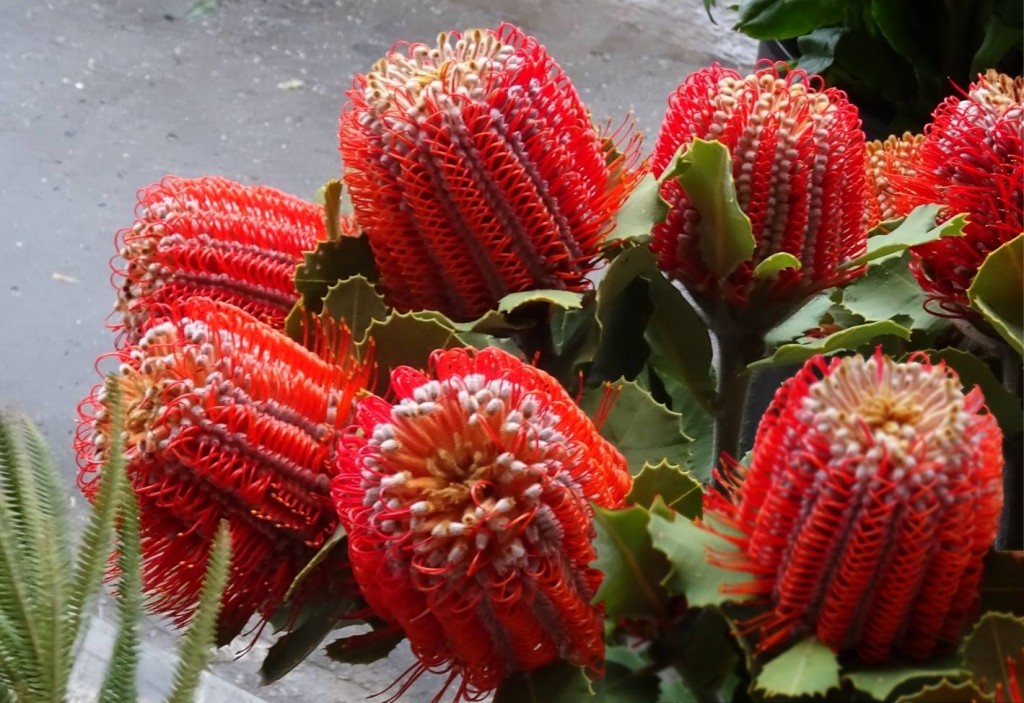 Banksia cocinnea