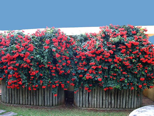 clerodendro vermelho