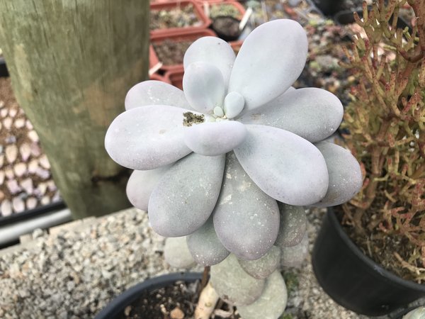 Pachyphytum oviferum