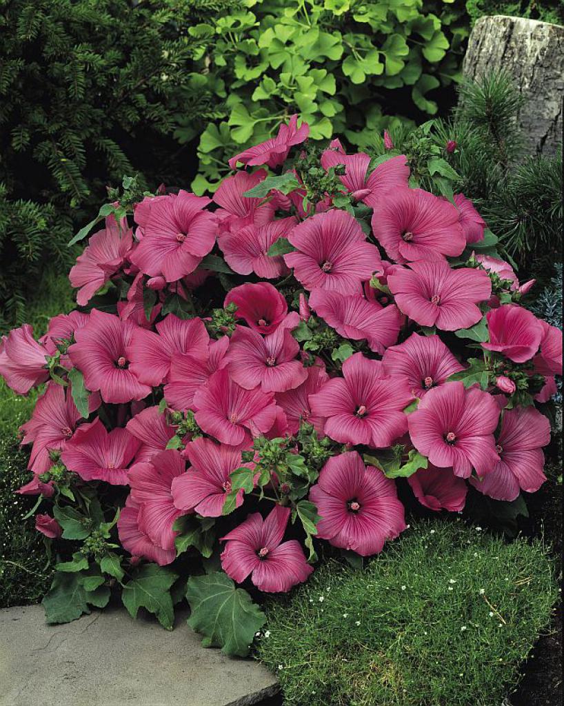 Lavatera_trimestris