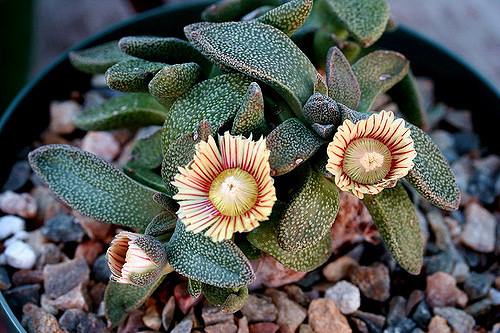 CACTO ALOINOPSIS