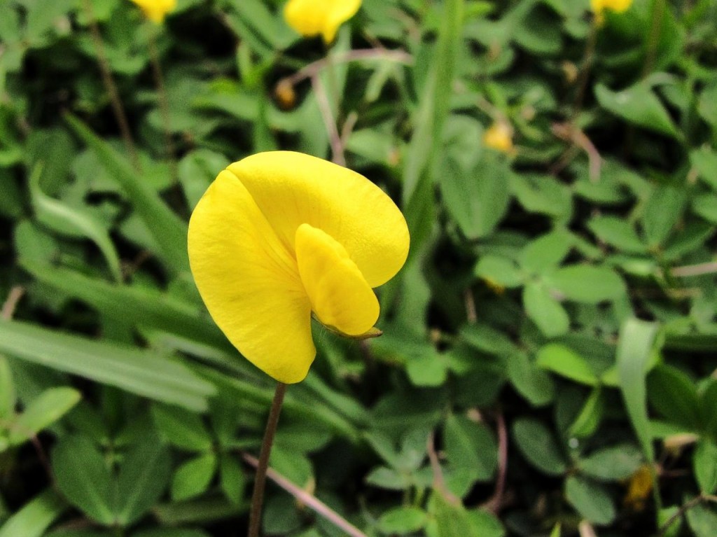 flores da gramaamendoim