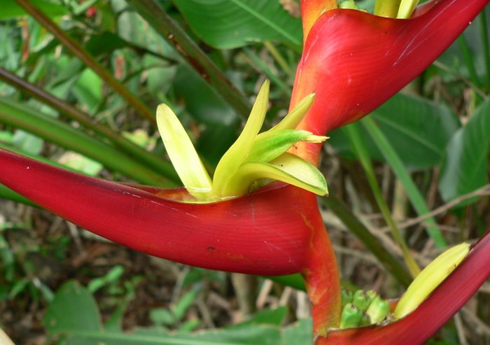 Heliconia Velloziana